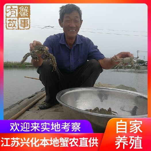 兴化市红膏大闸蟹，蟹农直发，兴化，批发，精品