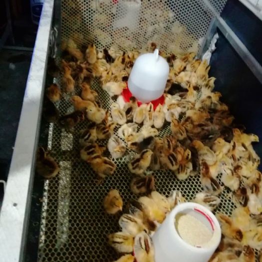芦山县土鸡苗 土鸡出壳苗