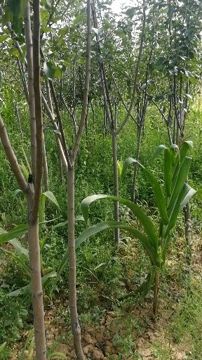绛县王林苹果树苗 3公分苹果树，3公分梨树，3公分柿子树，3公分石榴树
