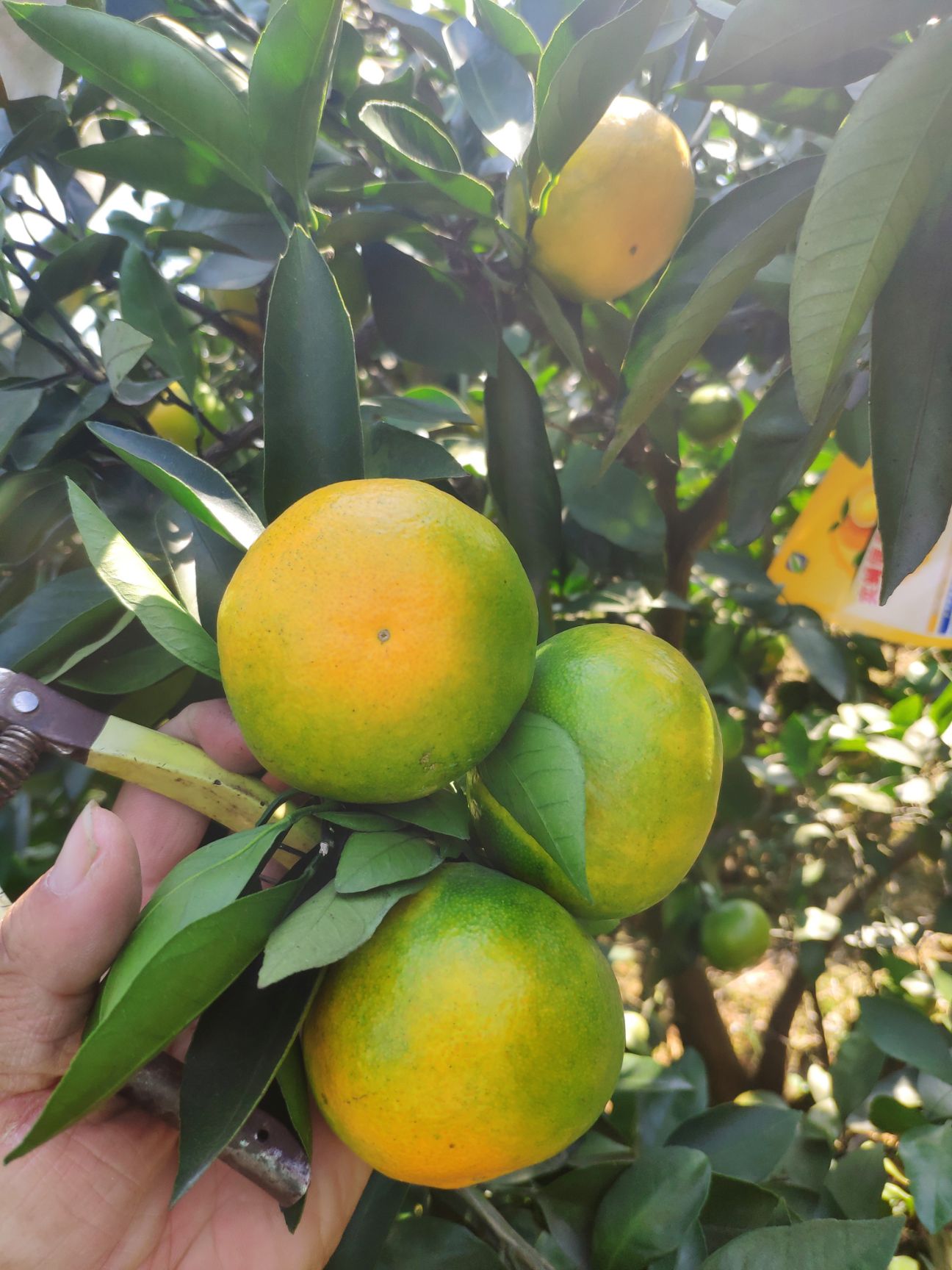 小蜜桔功效与作用吃法(小密桔的功效与作用)