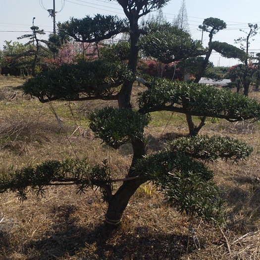 杭州本地短叶罗汉松，树龄50年左右，修剪造型十年以上