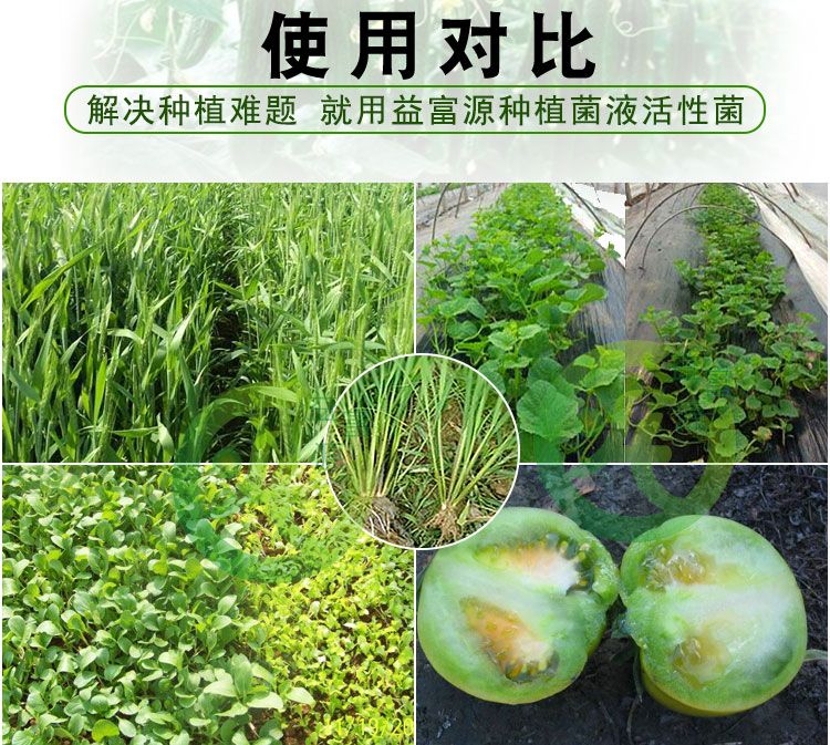  益富源种植EM菌种  喷洒/灌根/冲施  一瓶用四亩地