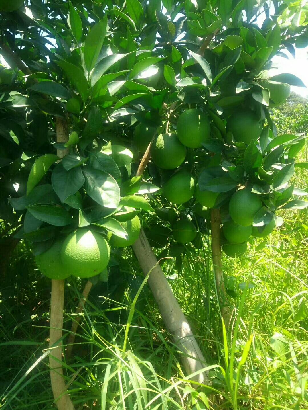  赣南脐橙种植户