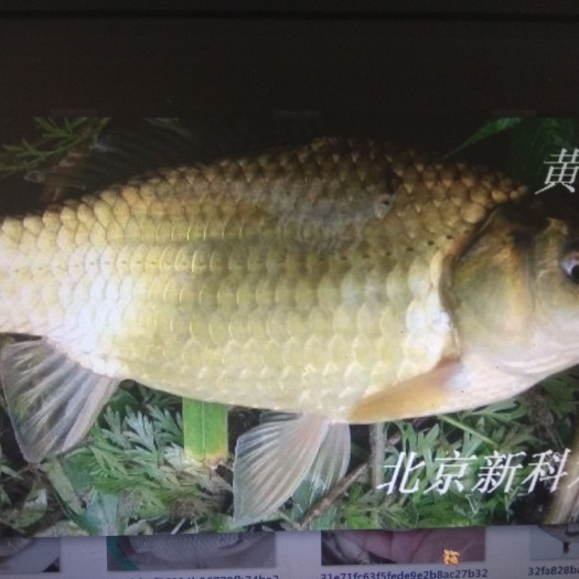 上海 养殖场批发鲫鱼苗 大鲫鱼