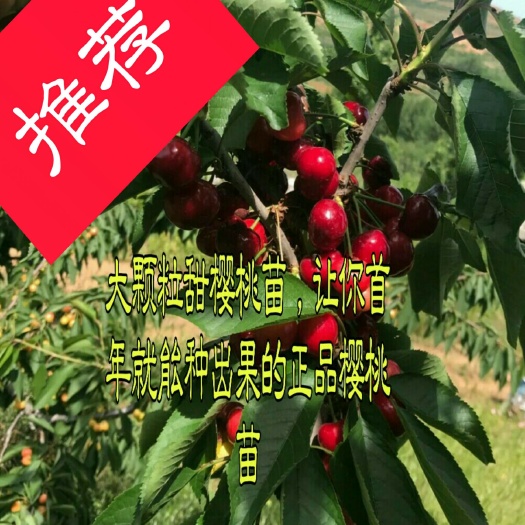 纳雍县 大果甜樱桃苗，颗粒大，品种纯产量高，口感好，刚种植就挂果