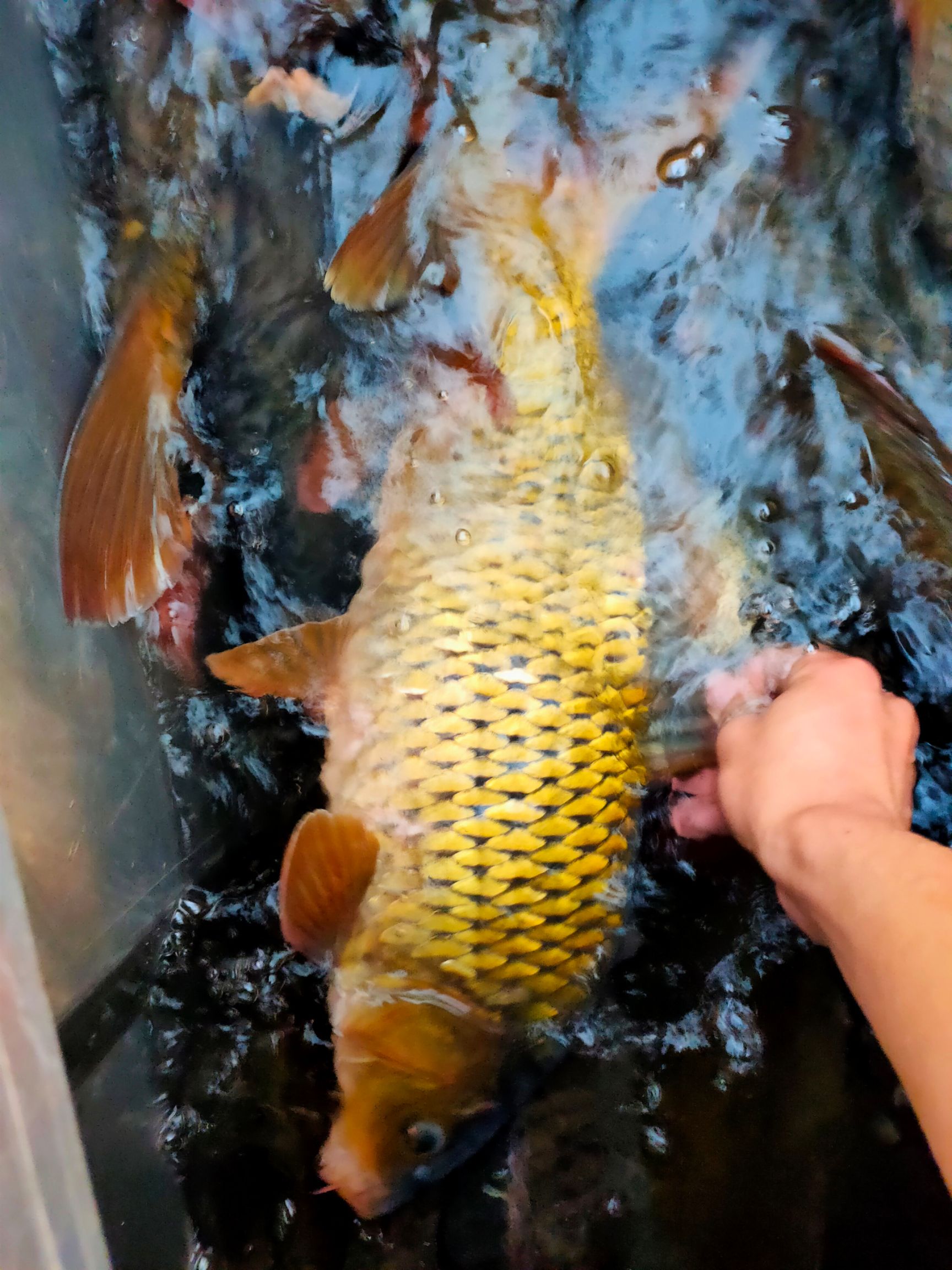 黄鲤鱼 各种规格鲤鱼,淡水鱼