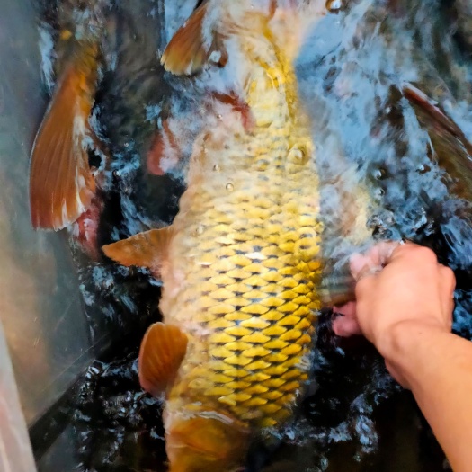 武胜县黄鲤鱼  大鲤鱼
