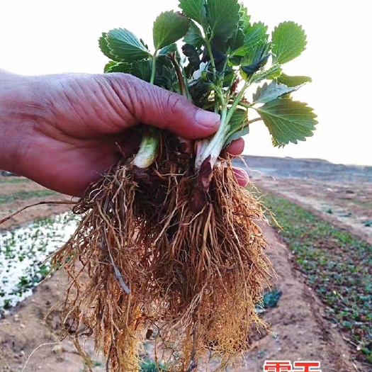 平邑县 香蕉草莓苗，包成活包邮，死苗免费补发，现挖现卖