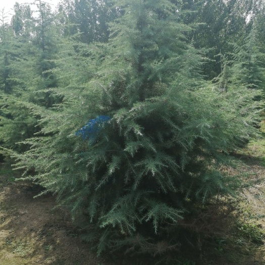 泰安 雪松基地大量现货，质量好，都是精品，有要的联系我。