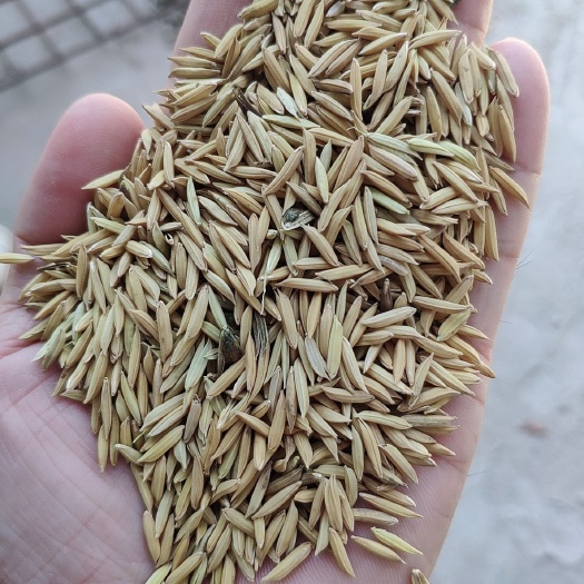 博罗县百香139稻谷 油丝香粘