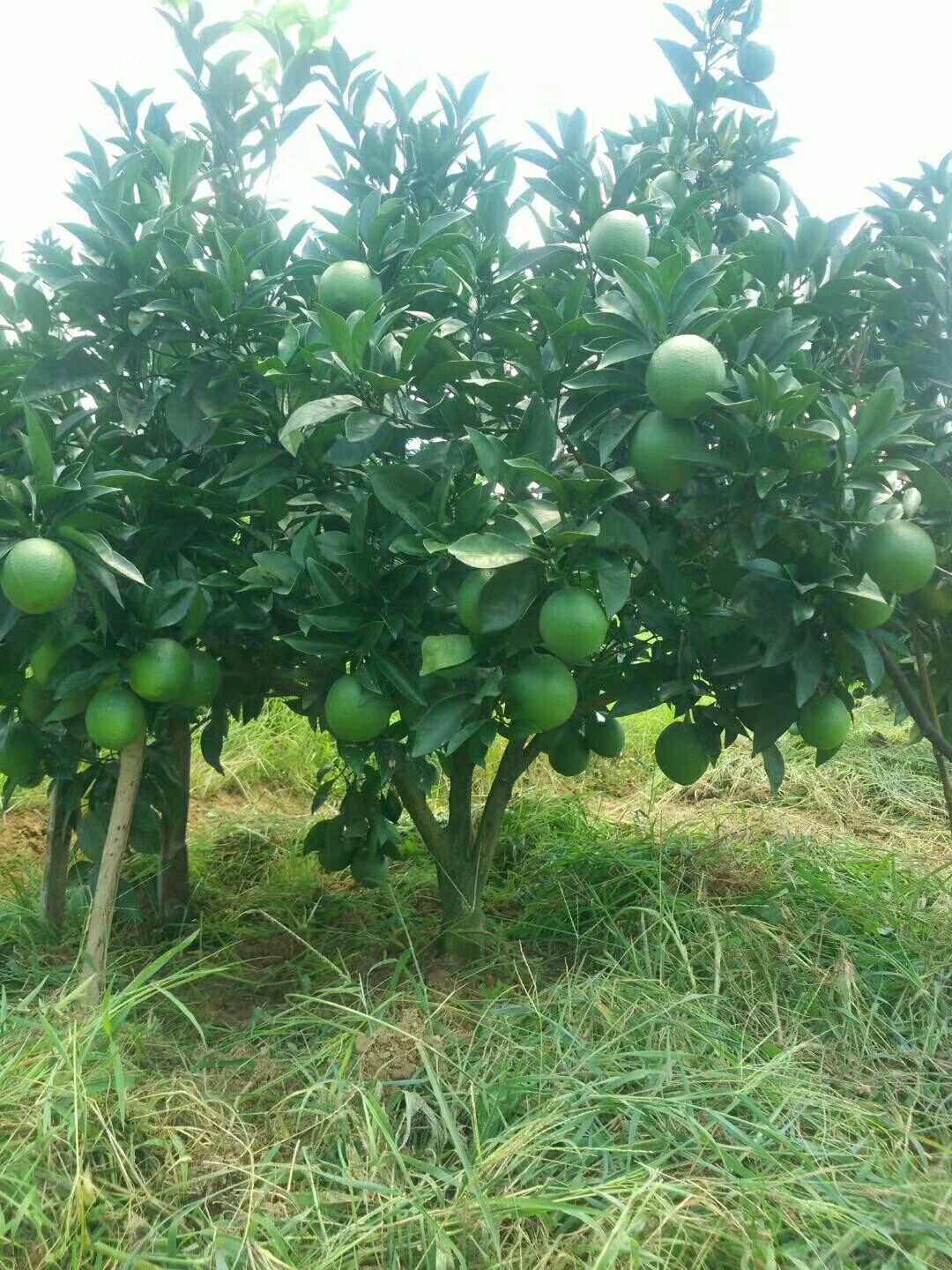  赣南脐橙种植户