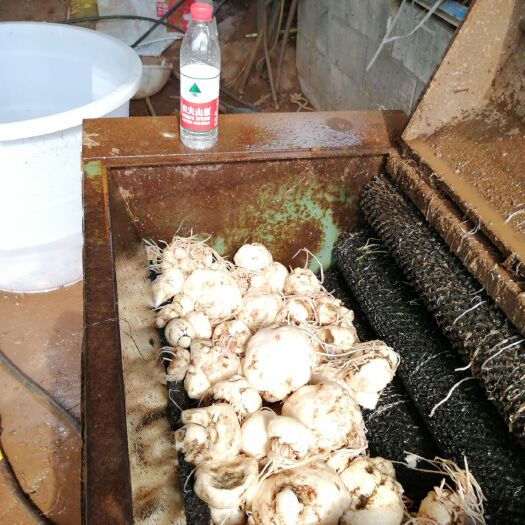 景东县 大量出售商品魔芋（花魔芋），魔芋种子