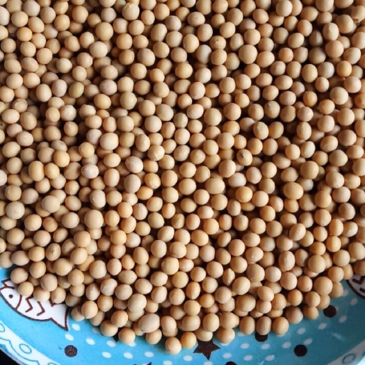 敦化市 精选大豆=商品蛋白豆，