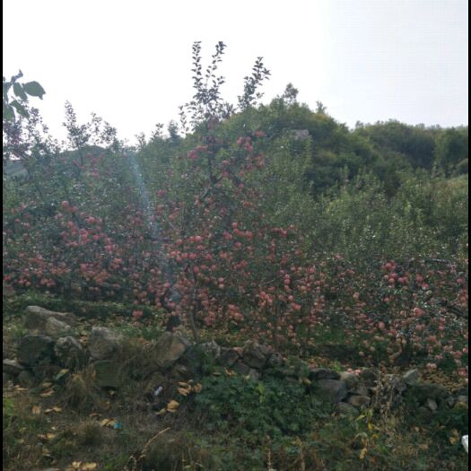 青龙县 自产山坡地苹果，口感好易储存