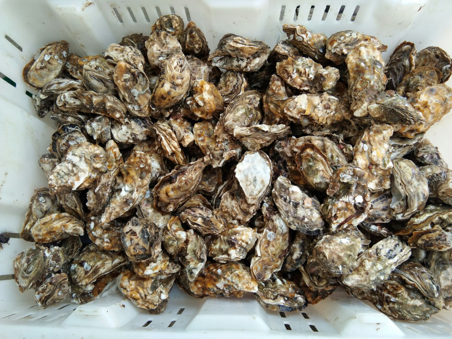 海阳牡蛎 海水 2-3两/只 鲜活水产