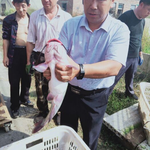 聊城斑点叉尾鮰鱼  斑点叉尾鮰
