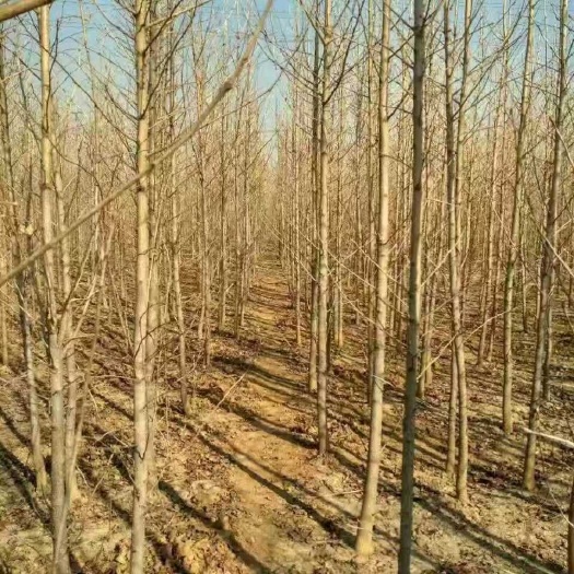 威县 大量红薯供应