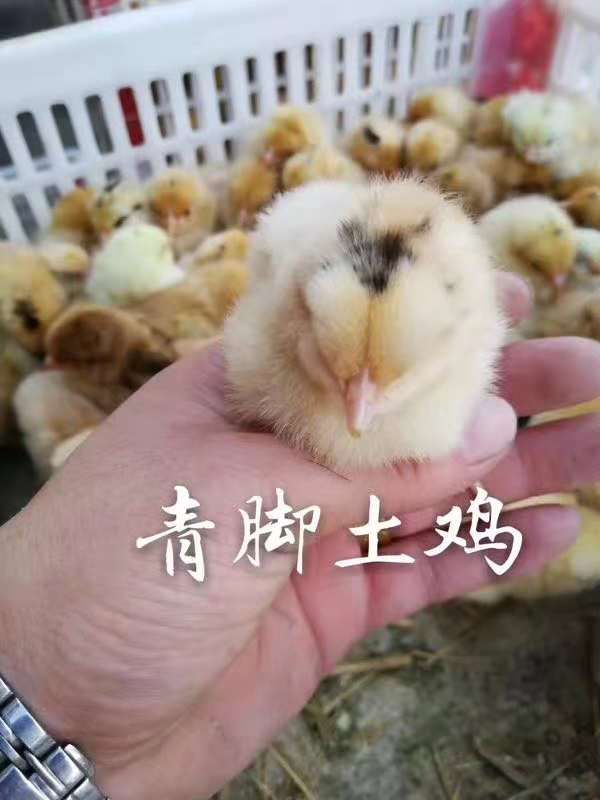 沭阳县 鸡苗