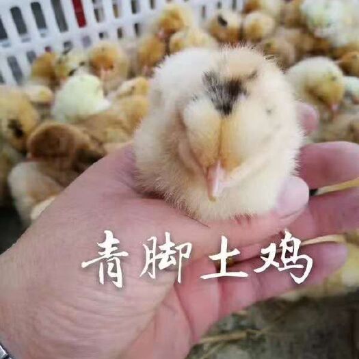 沭阳县 鸡苗