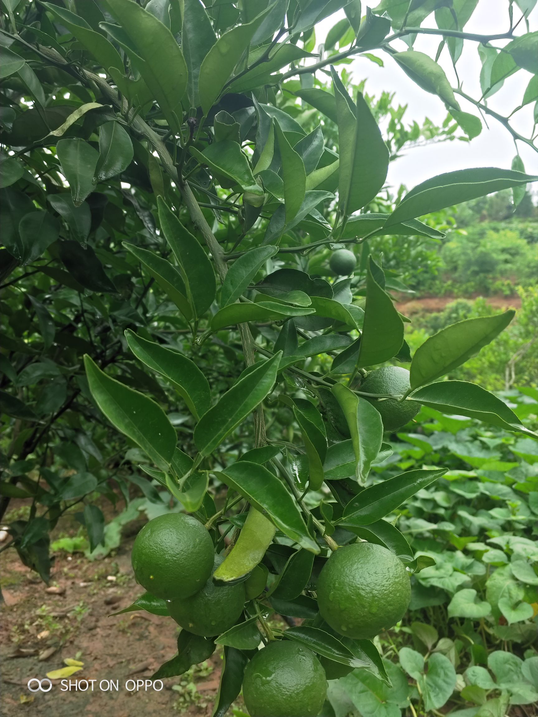  明日见枝条，无核沃柑枝条