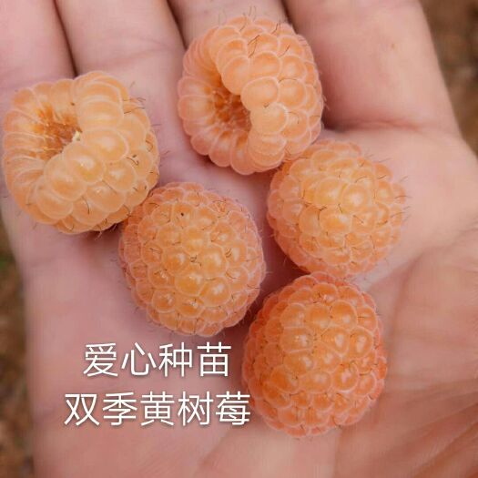 白山黄树莓苗  黄树莓新品种上市 双季黄树莓品种 口感香甜像蜜一样