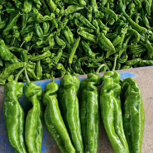夏邑县 河南夏邑大辣椒质量好 价格低 货源充足求代销  需要的老板联