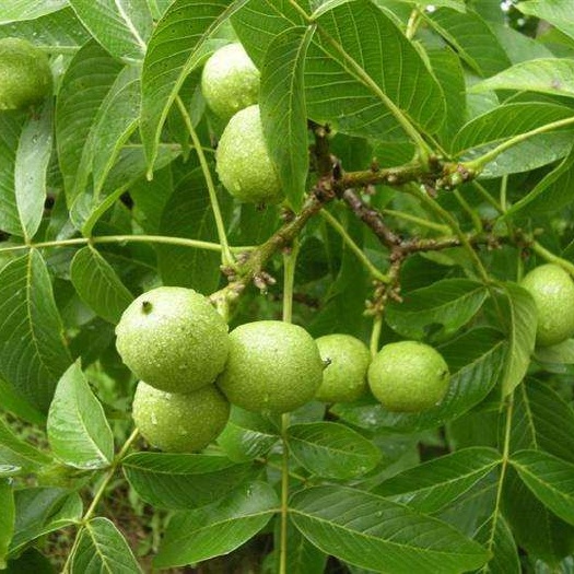 平邑县 香菱薄皮核桃苗
