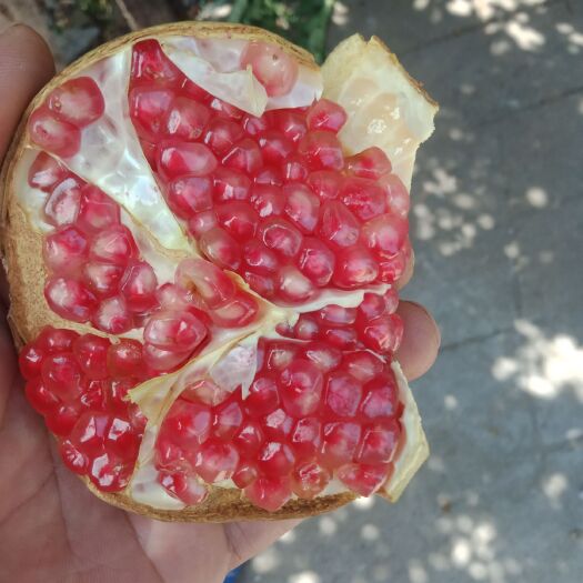 红如意软籽石榴树苗