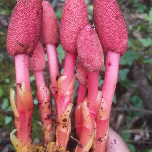 恩施市 蛇菰 文王一支笔  葛菌  供应
