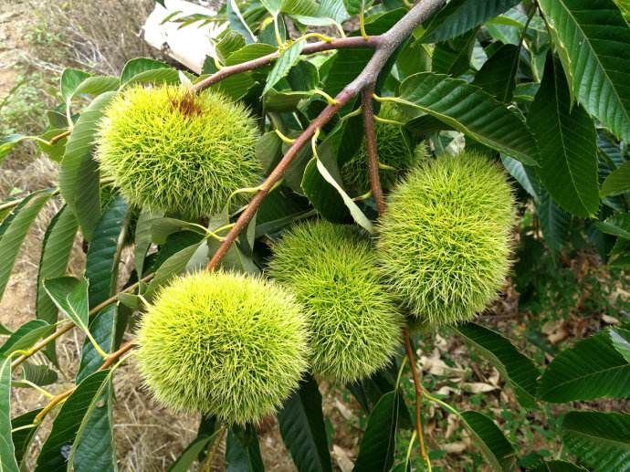 平邑县大红袍板栗苗 板栗苗