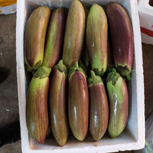 景洪市 精选冰川茄子🍆，口感绵滑，鲜甜
