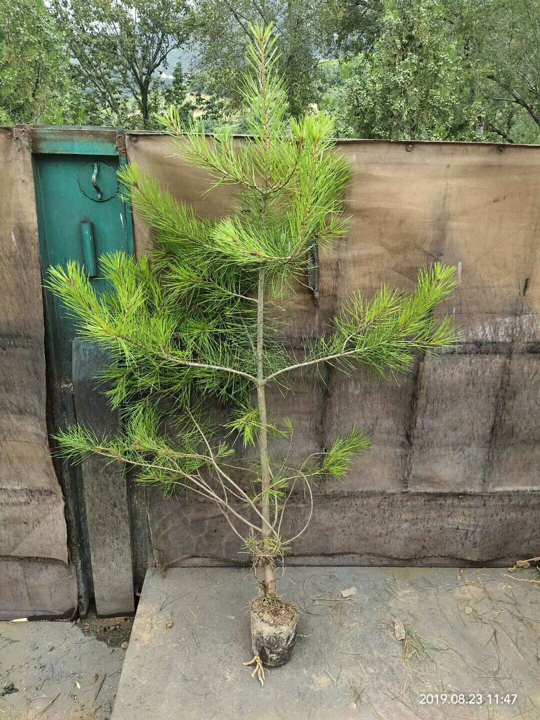 50分以上白皮松杯苗出售