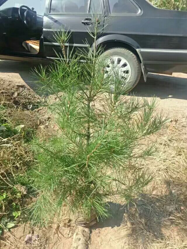 50分以上白皮松杯苗出售
