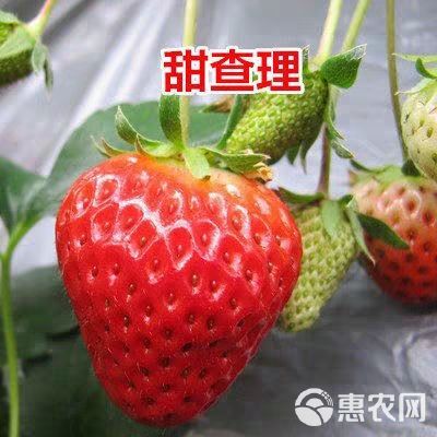  甜查理草莓苗 高产包邮包品种