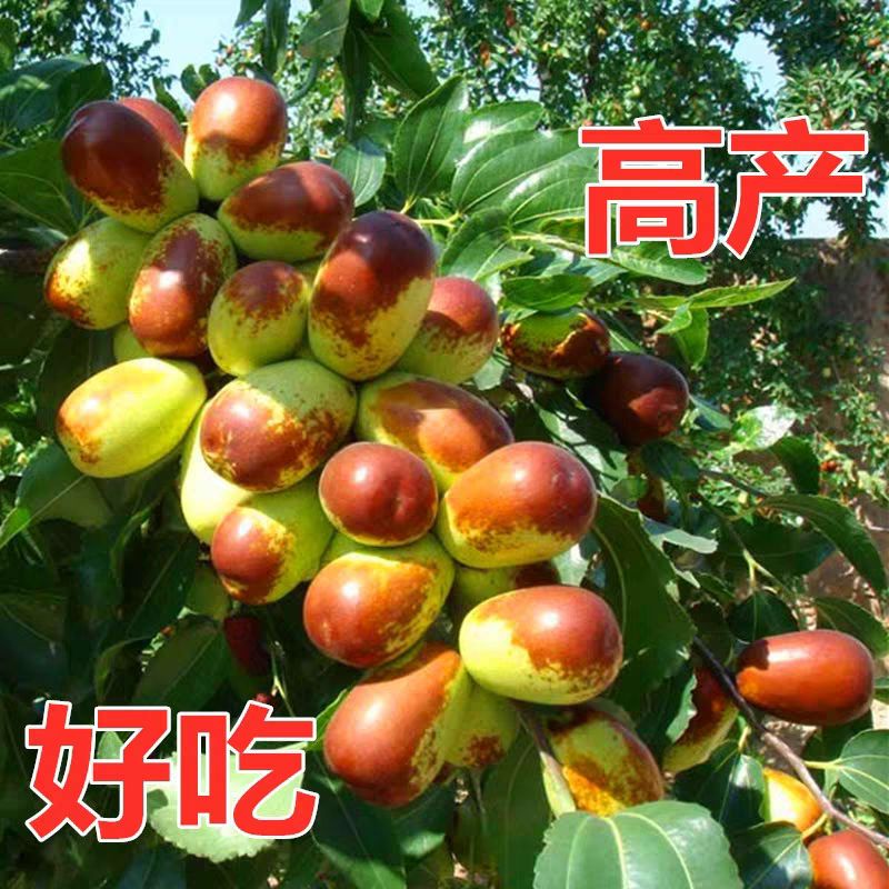 沾化冬枣树苗，沾化冬枣优质苗木正品，个大，味美，包邮包活。