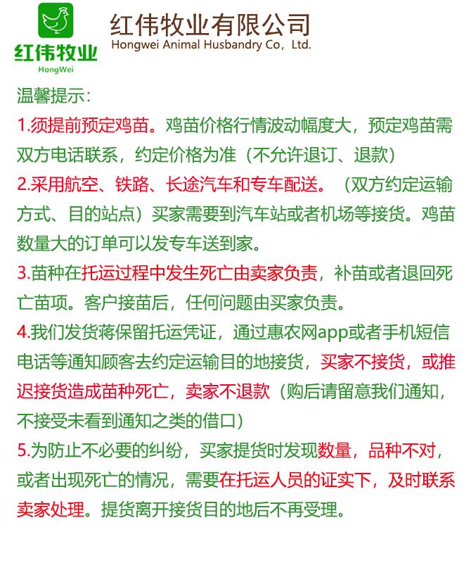 文昌鸡苗 正宗海南文昌鸡