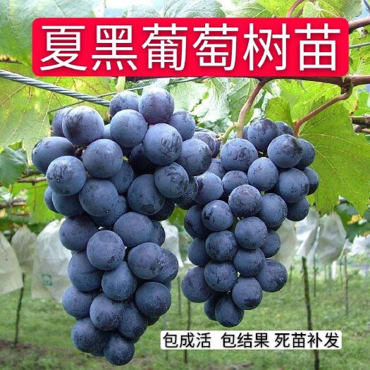 平邑县夏黑葡萄苗 夏黑葡萄树苗优惠南北方种植盆栽地栽包成活包结果8年苗果实多多
