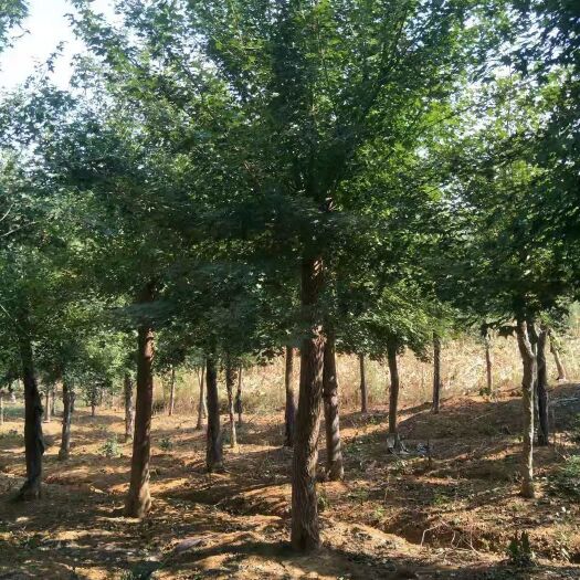 枣阳市 一级货20公分五角枫