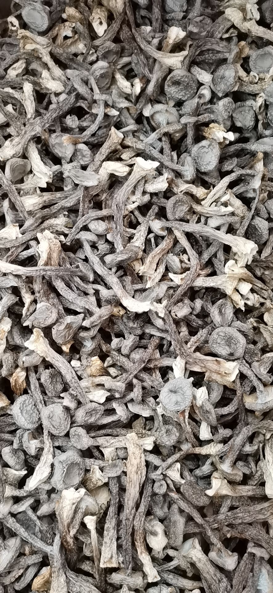 鹿茸菇  切根鹿茸菌