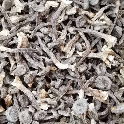 古田县鹿茸菇  切根鹿茸菌