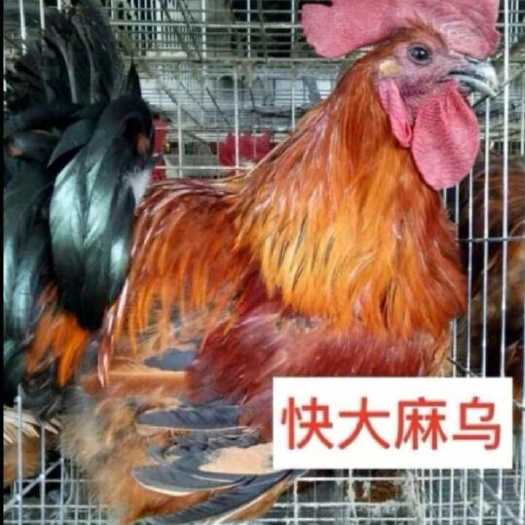 南宁 快大黄鸡苗