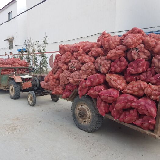 鄢陵县 出售红薯25000斤