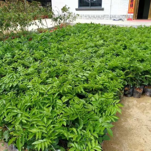 廉江市贵妃黄皮果苗  本地风梢特产，中枝条挂果，量大从优，品种纯正
