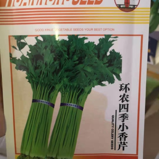 郑州 四季小香芹种子 抗寒耐热 10克