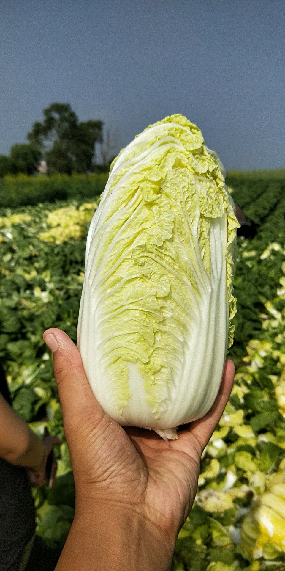  娃娃菜大量上市