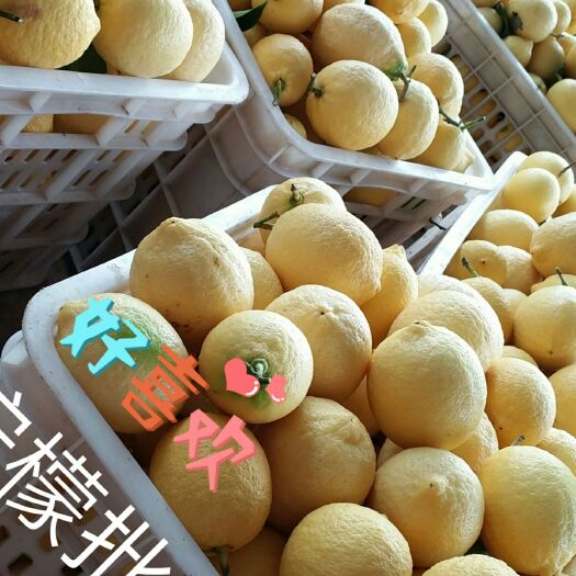 安岳县 2019安岳柠檬上市