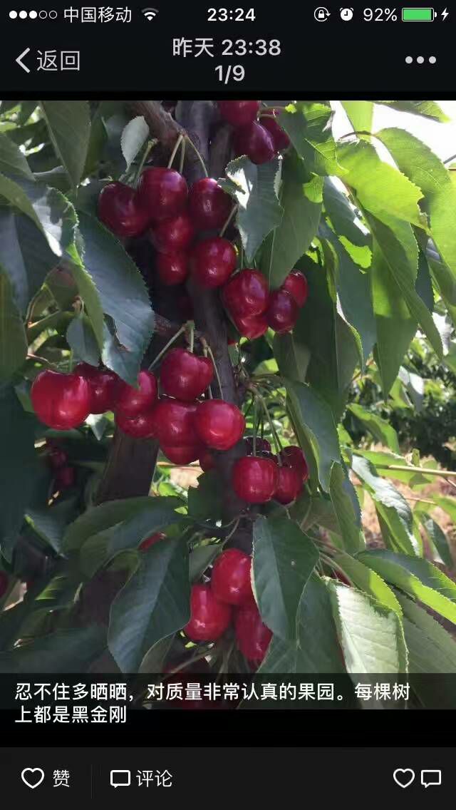 矮化樱桃苗 矮化大樱桃