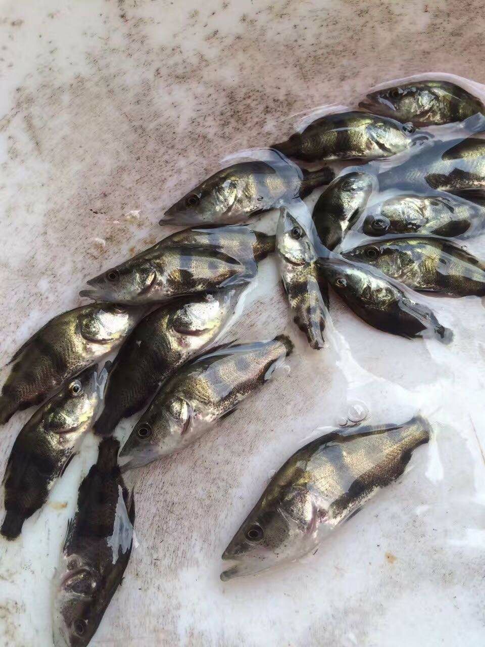 佛山翘嘴鳜 A货  优质桂花鱼  规格苗