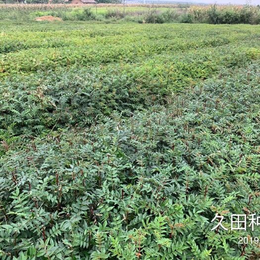 昭通 九叶青,大红袍花椒苗，云南昭通花椒苗基地厂家，