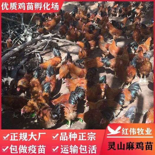 广州灵山麻土鸡苗  正宗广西灵山麻